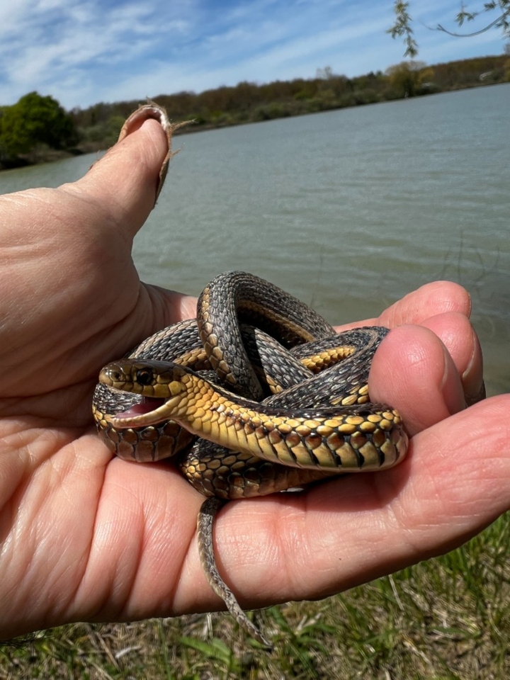 Butler's Garter Snake